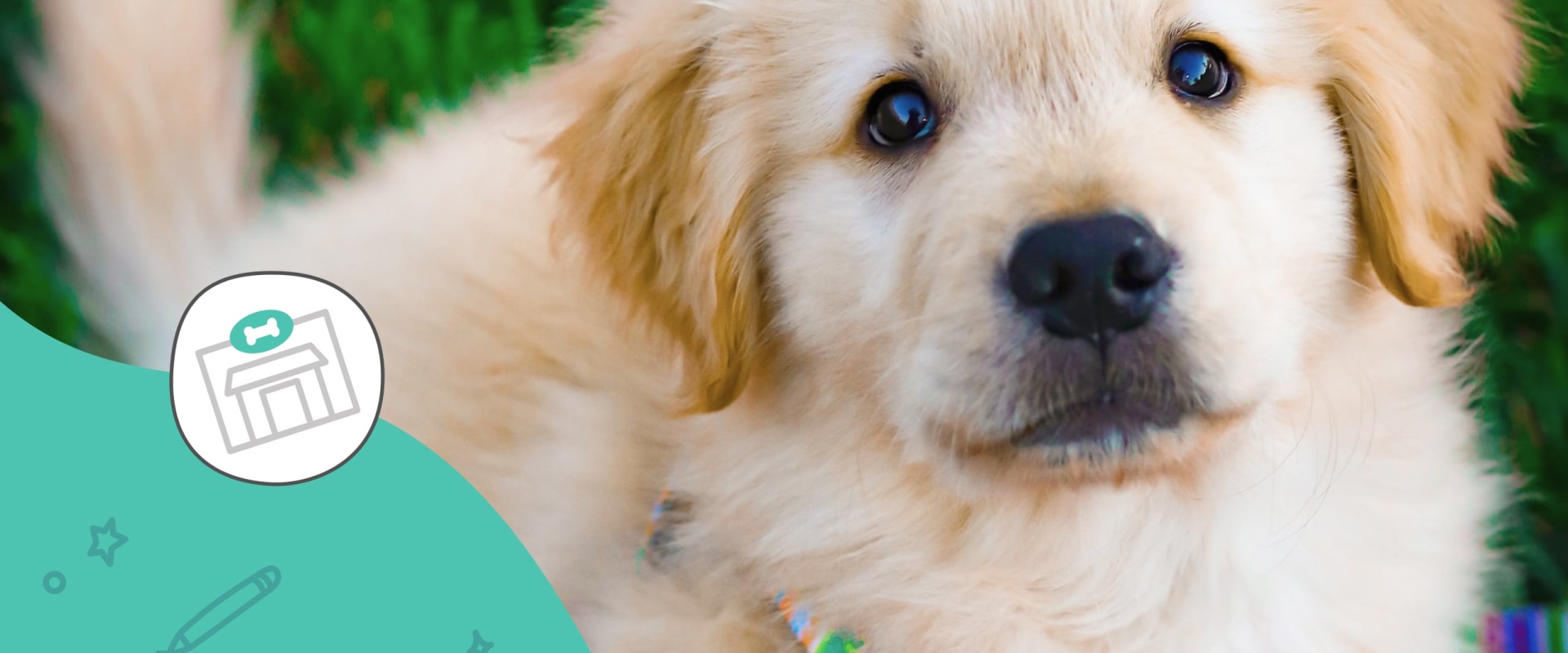 The Ultimate Guide to Socializing Your Pet Dog