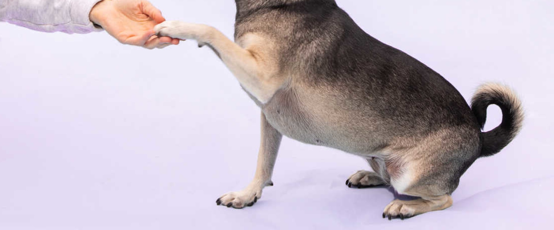How Often Should You Take Your Pet to the Vet? A Guide to Pet Care