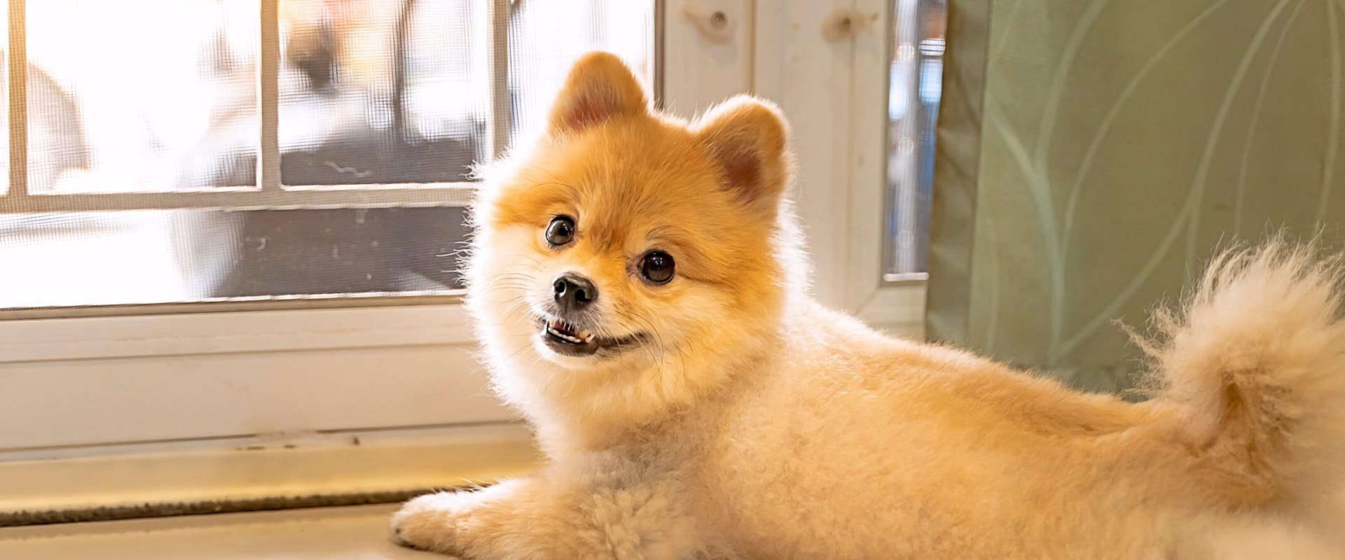 What Do I Need for a Small Dog for HDB Singapore?