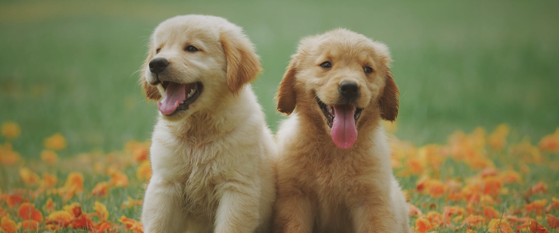 Understanding Pet Socialization: How to Tell if Your Pet Needs More