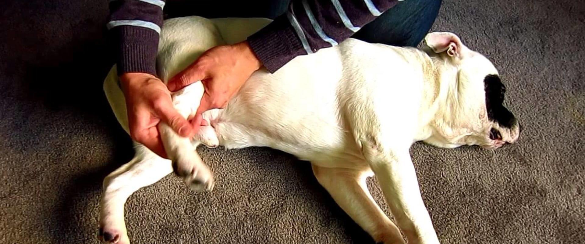 How to Tell if Your Pet is in Pain