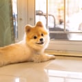 What Do I Need for a Small Dog for HDB Singapore?