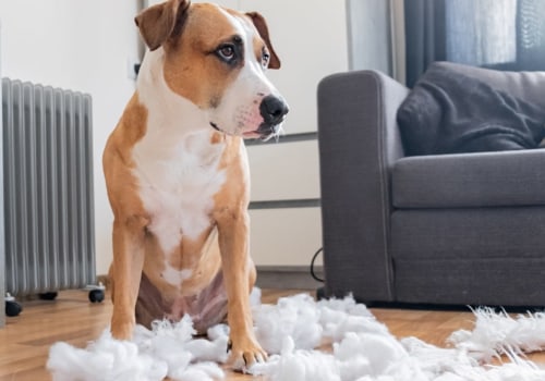 Understanding Pet Behavior Problems: What to Look Out For