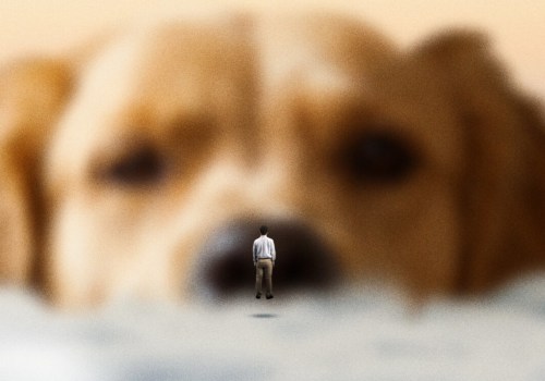 The Ultimate Guide to Pet Treats: A Pet Care Expert's Guide